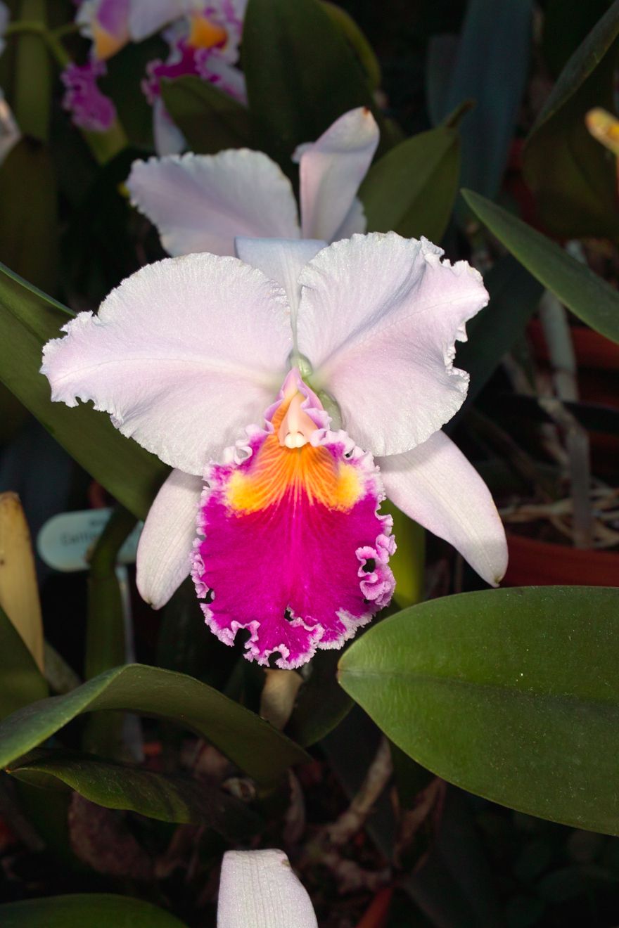 Cattleya-Hybride Nr.1