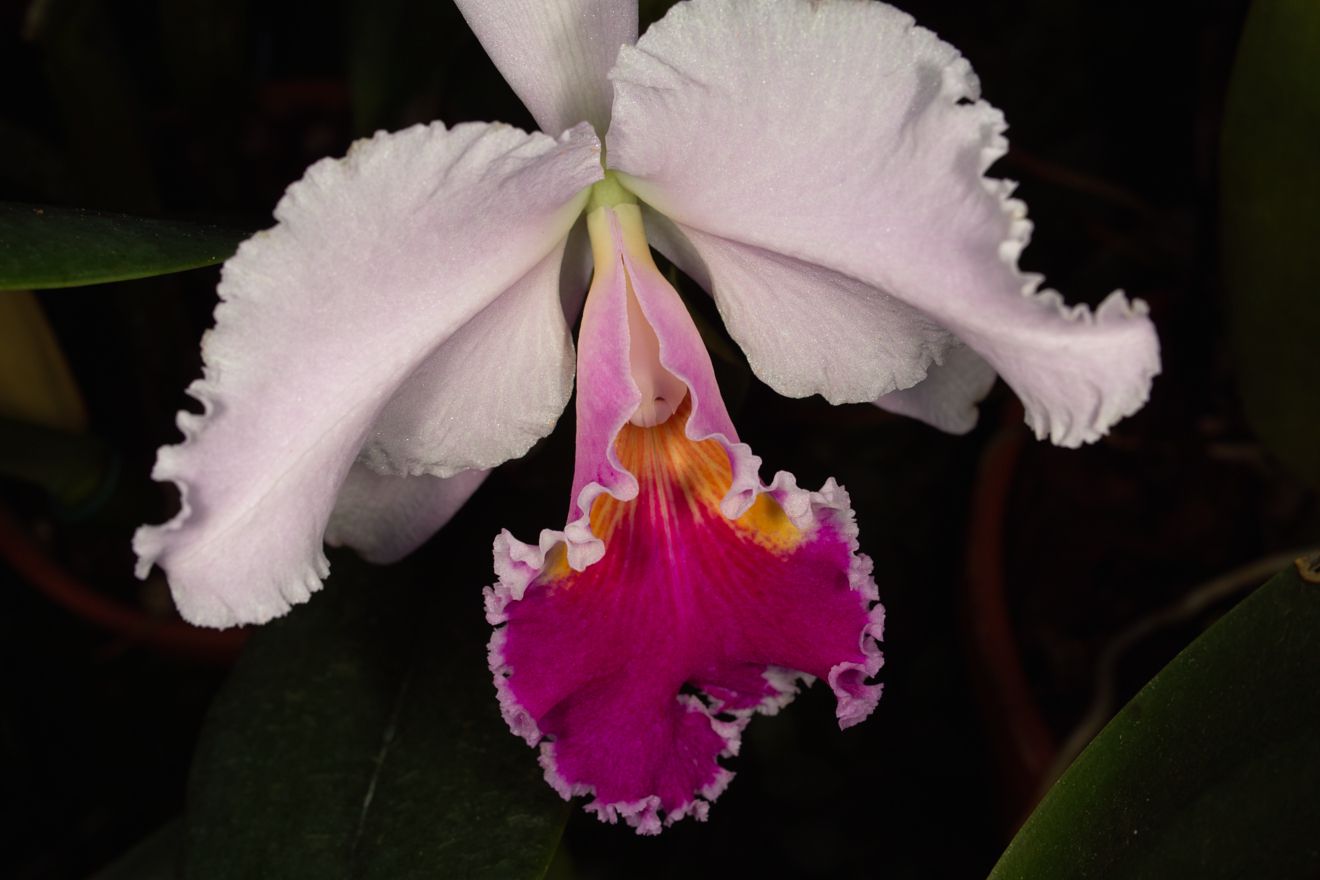 Cattleya-Hybride Nr.1