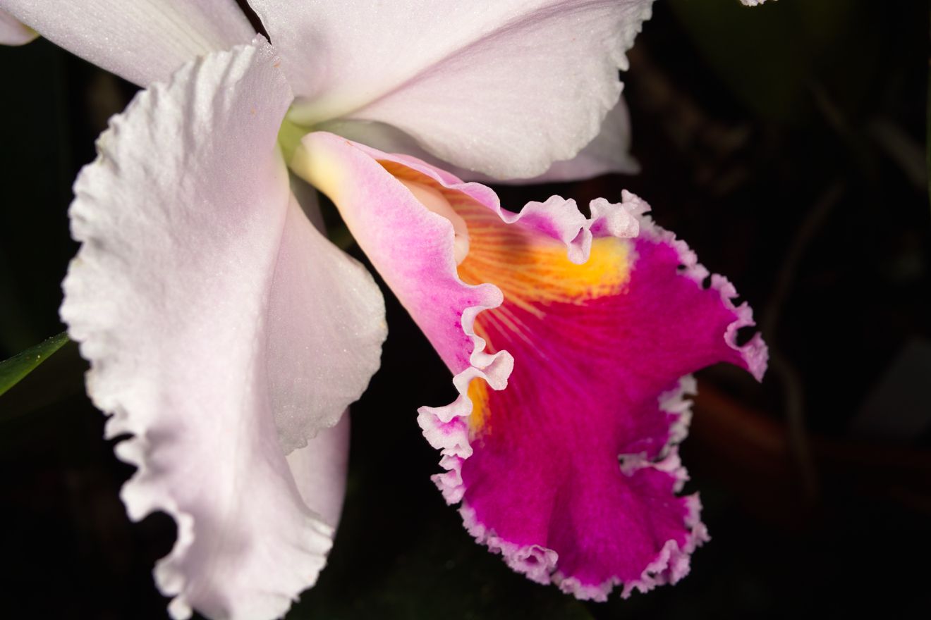 Cattleya-Hybride Nr.1