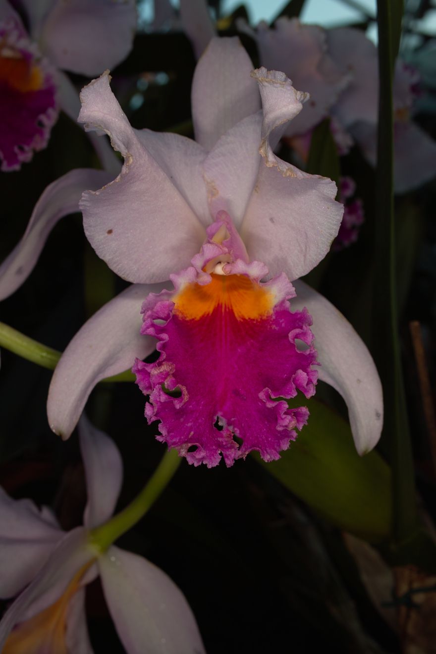 Cattleya-Hybride Nr.12