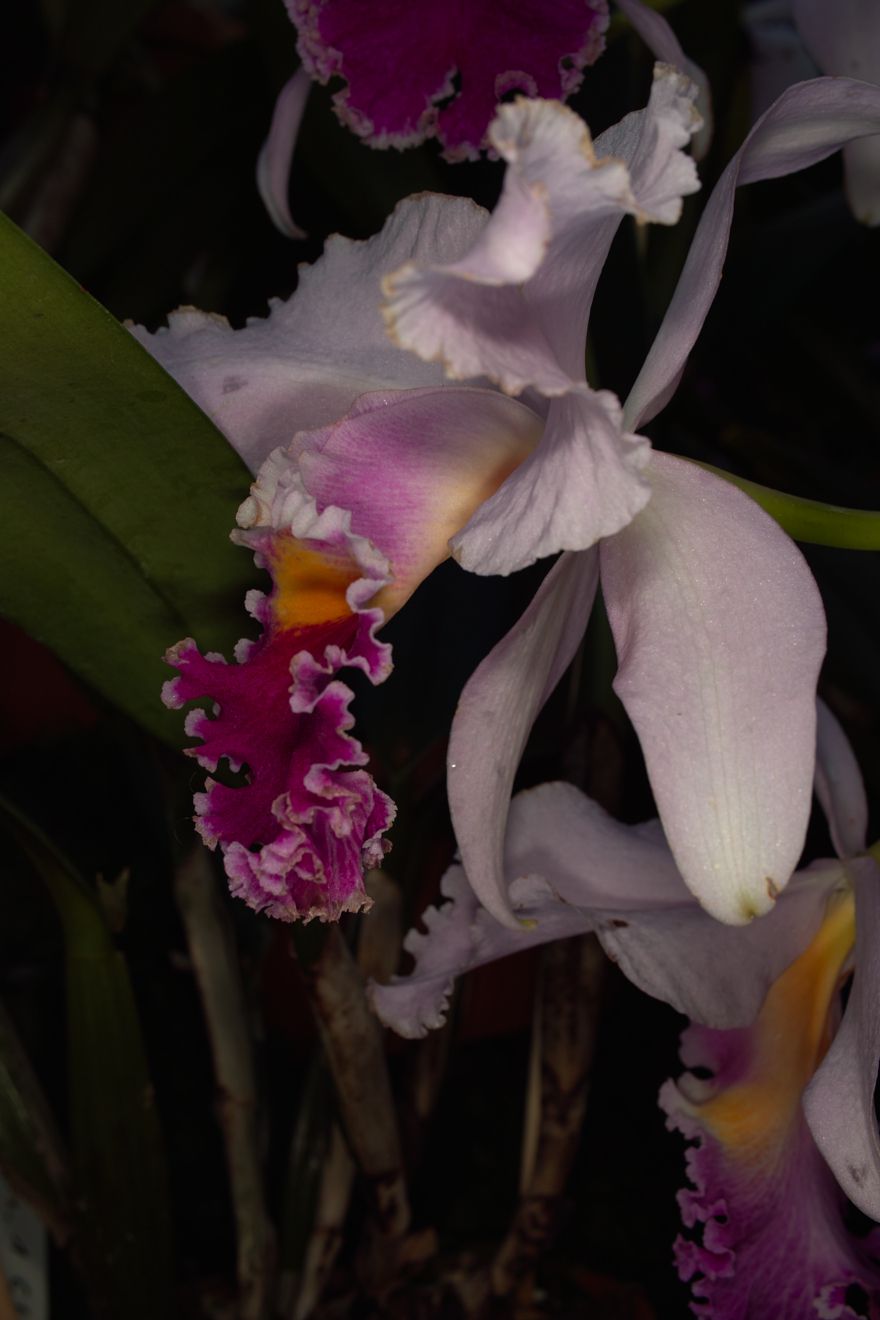 Cattleya-Hybride Nr.12