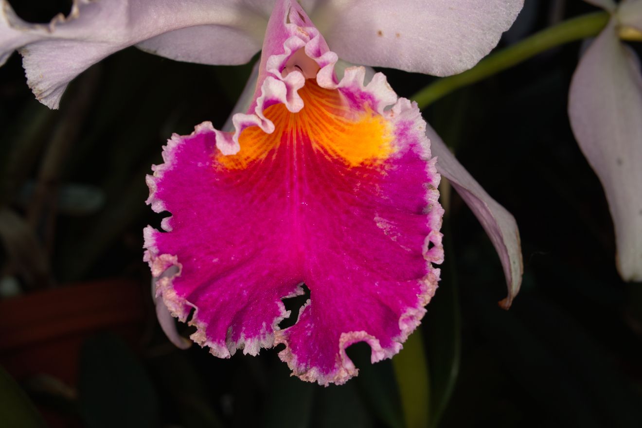 Cattleya-Hybride Nr.12