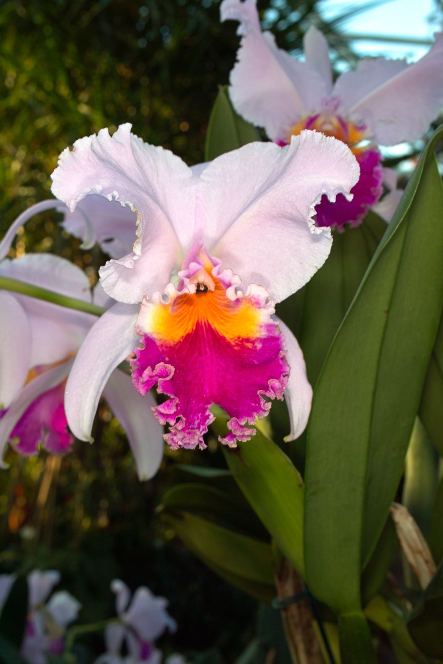 Cattleya-Hybride Veriflora x Intertexta Juliettiae