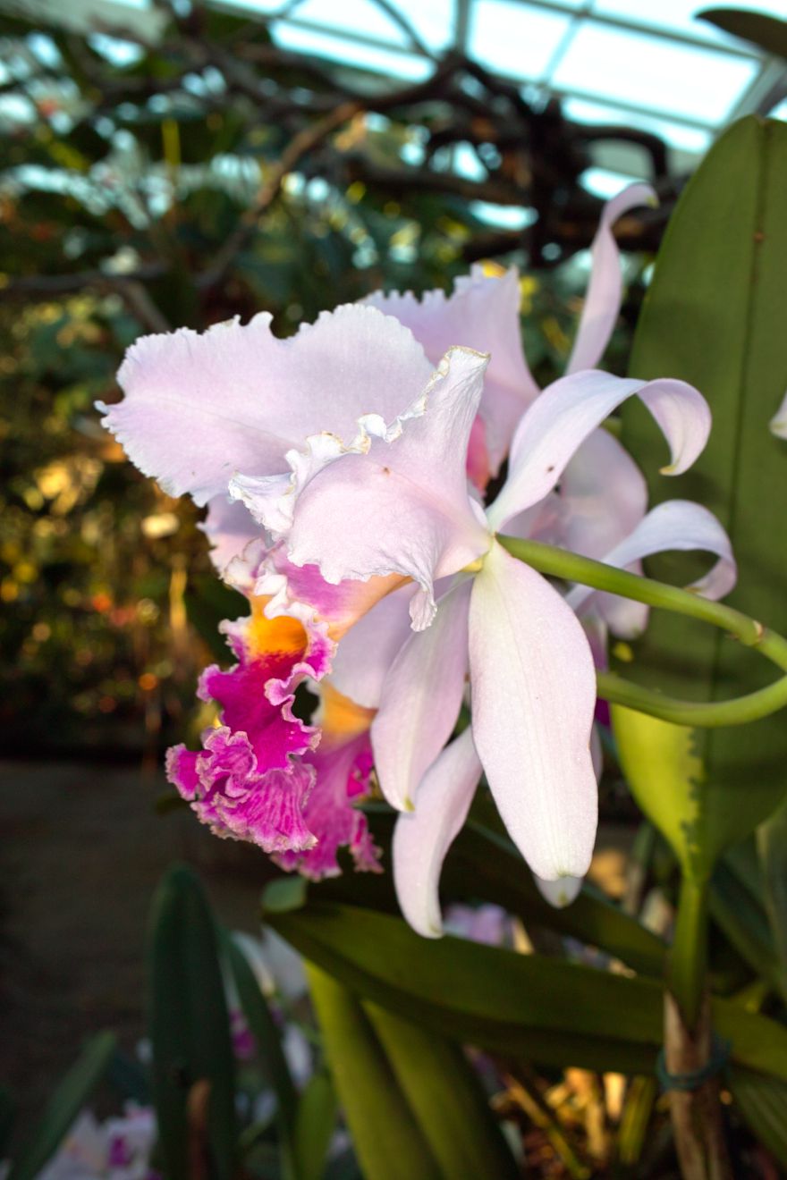 Cattleya-Hybride Veriflora x Intertexta Juliettiae