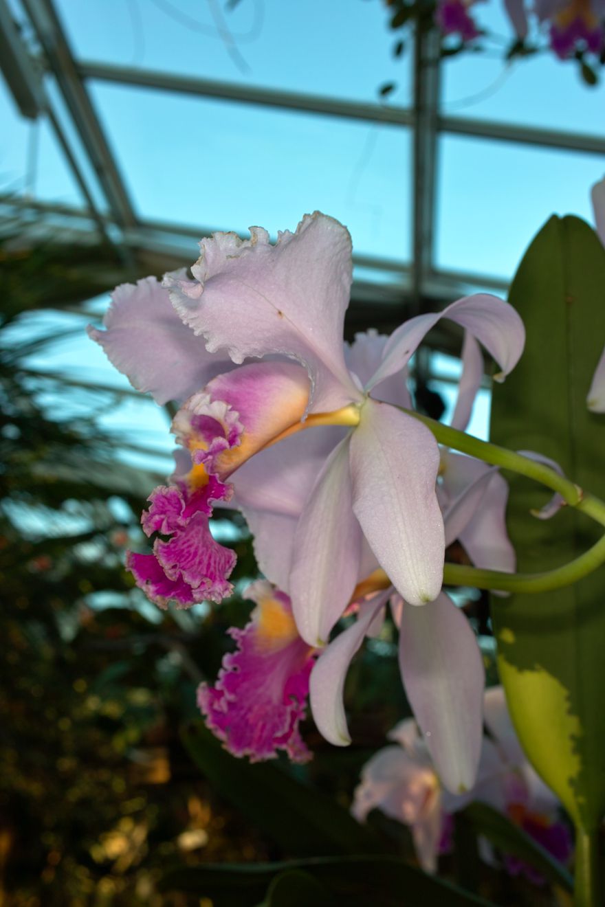 Cattleya-Hybride Veriflora x Intertexta Juliettiae