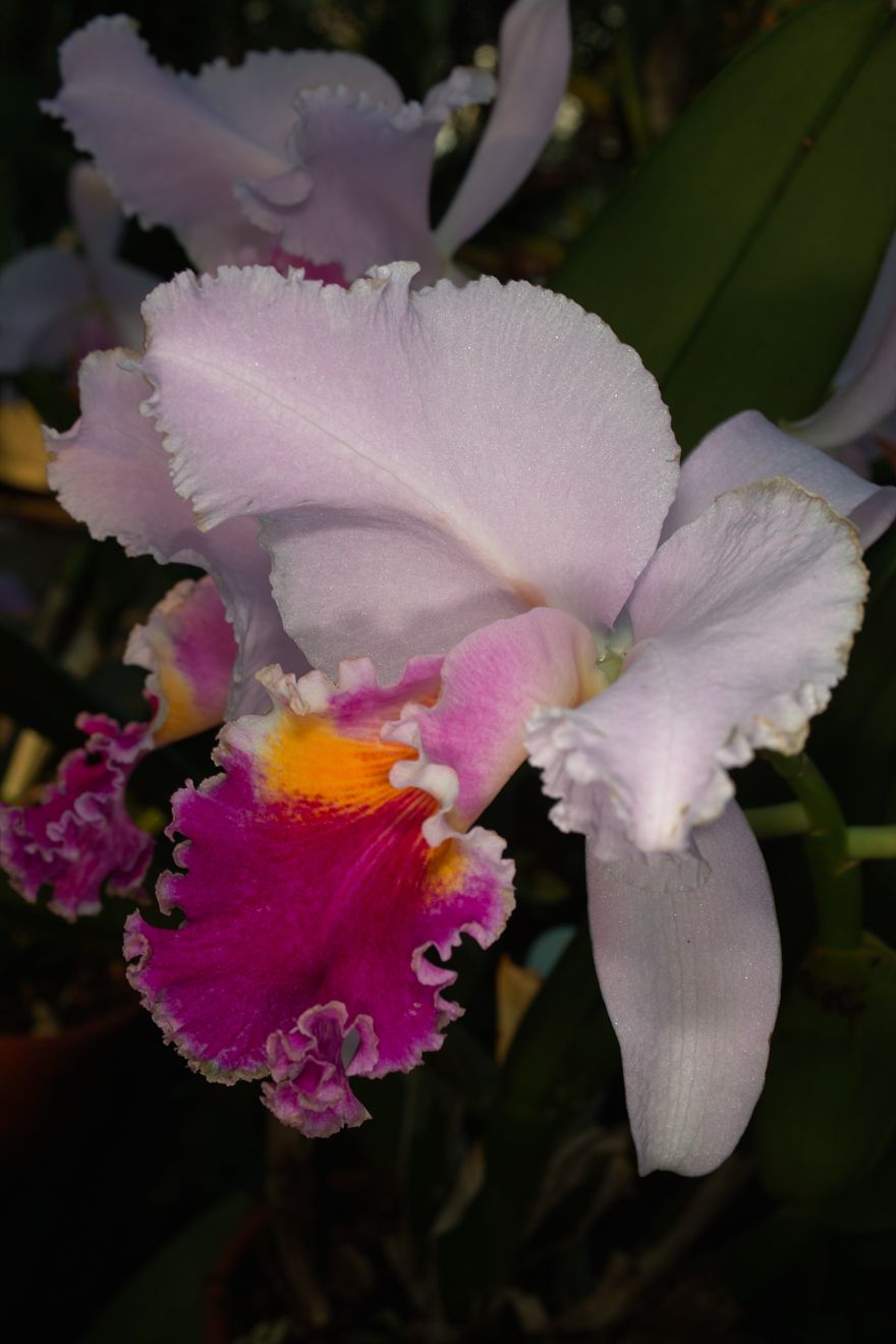 Cattleya-Hybride Veriflora x Intertexta Juliettiae