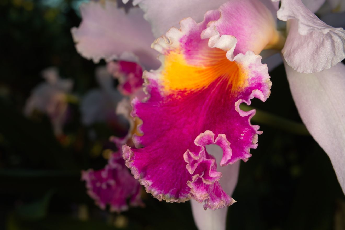 Cattleya-Hybride Veriflora x Intertexta Juliettiae