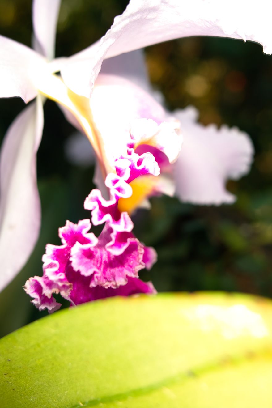 Cattleya-Hybride Veriflora x Intertexta Juliettiae