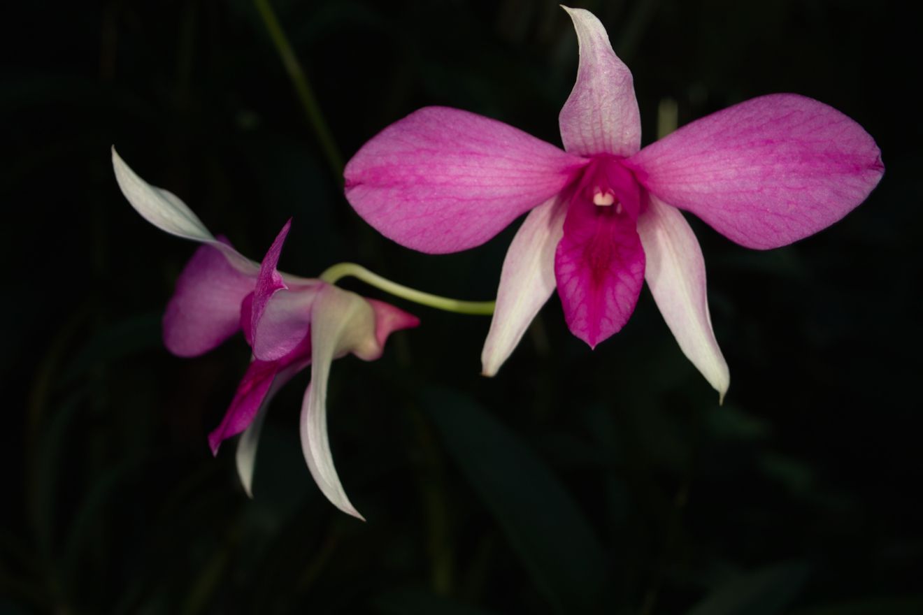 Dendrobium-Hybride Hawaii Nui