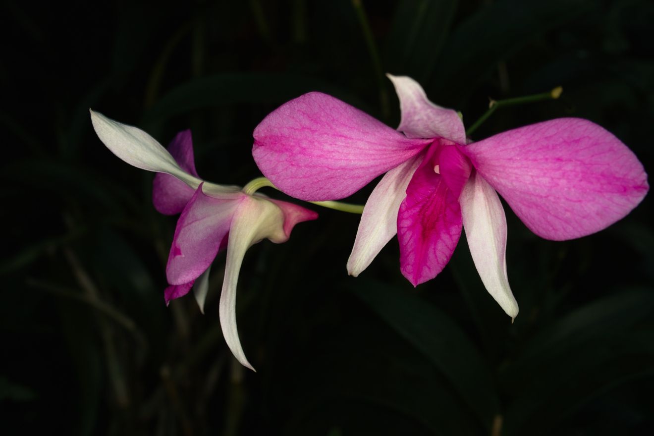 Dendrobium-Hybride Hawaii Nui