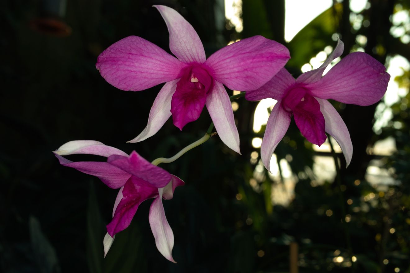 Dendrobium-Hybride Hawaii Nui