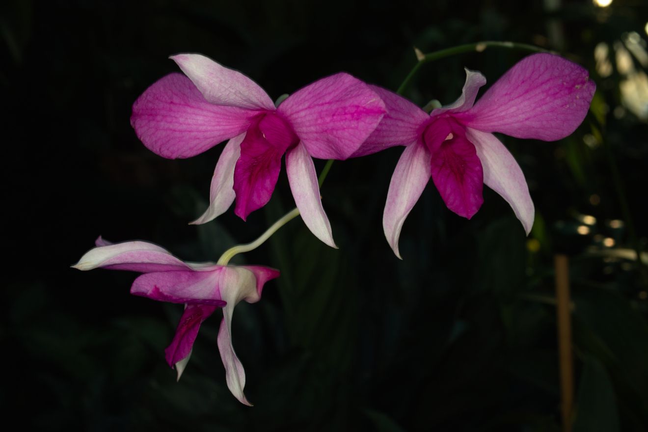 Dendrobium-Hybride Hawaii Nui