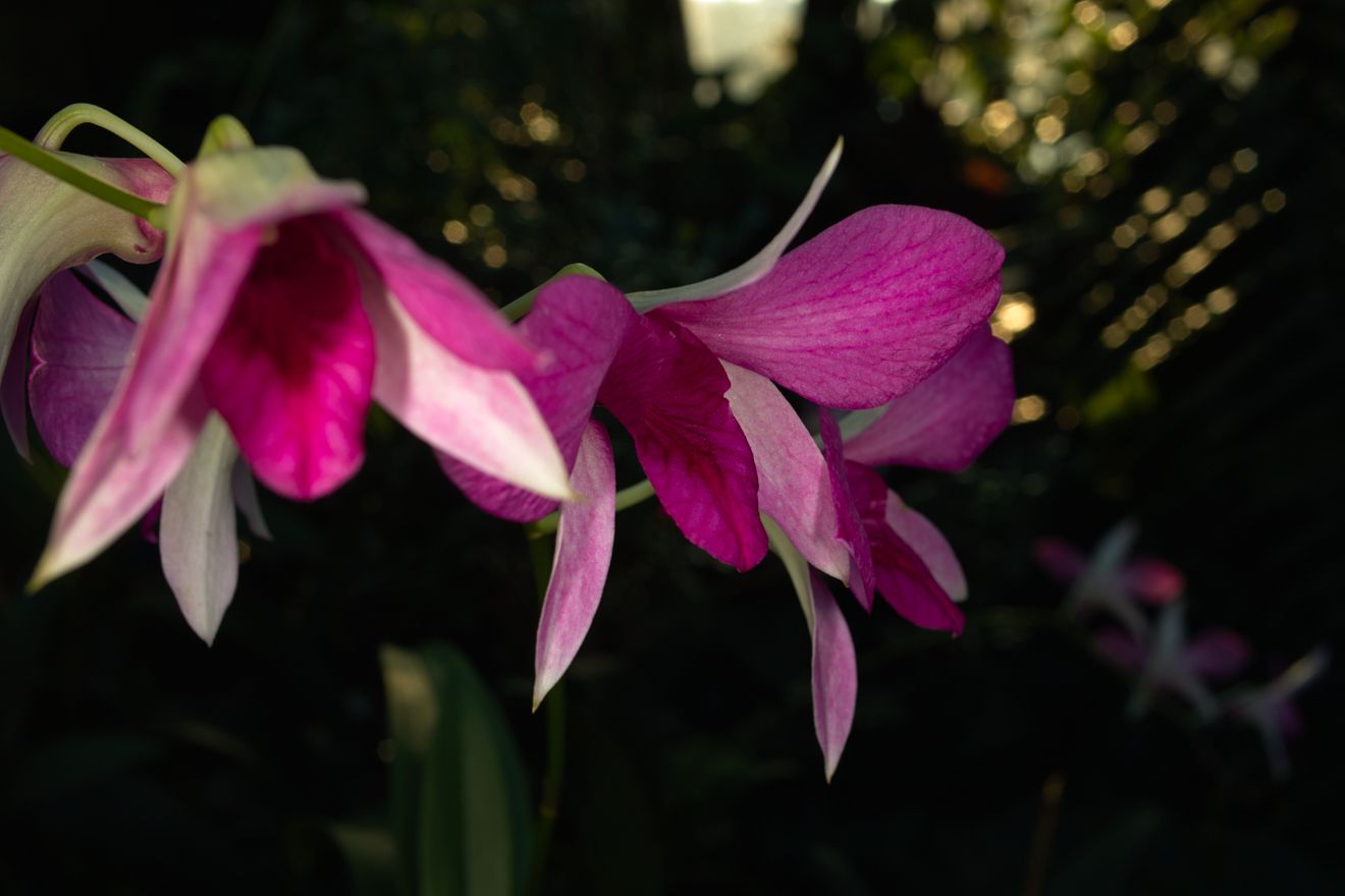 Dendrobium-Hybride Hawaii Nui