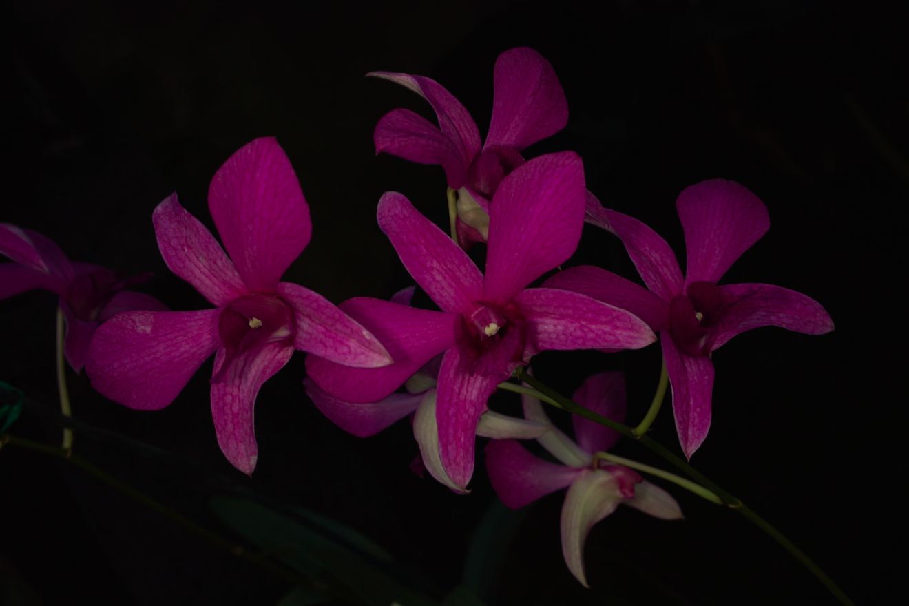 Dendrobium-Hybride Megawati x Schulleri