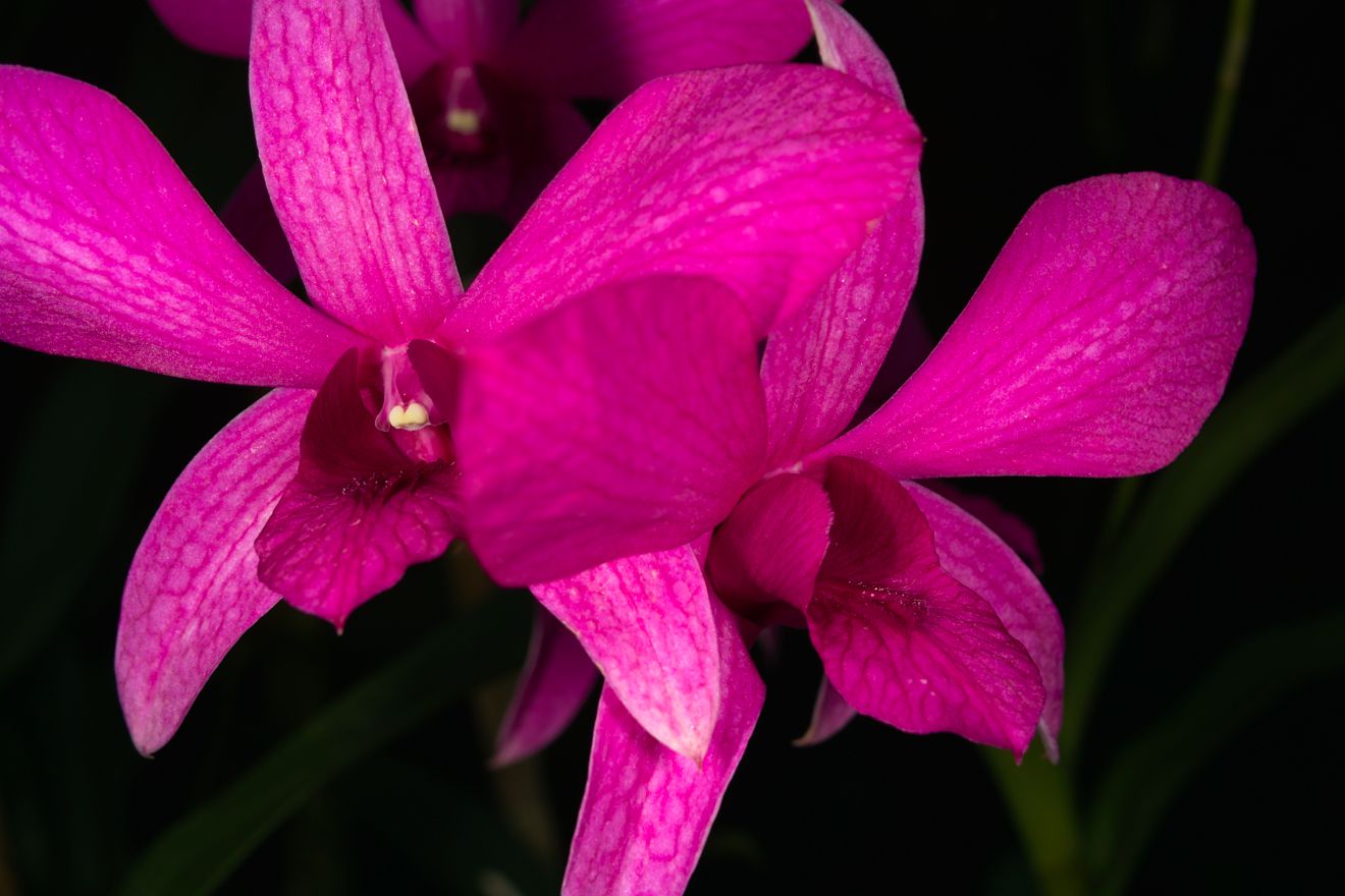Dendrobium-Hybride Megawati x Schulleri