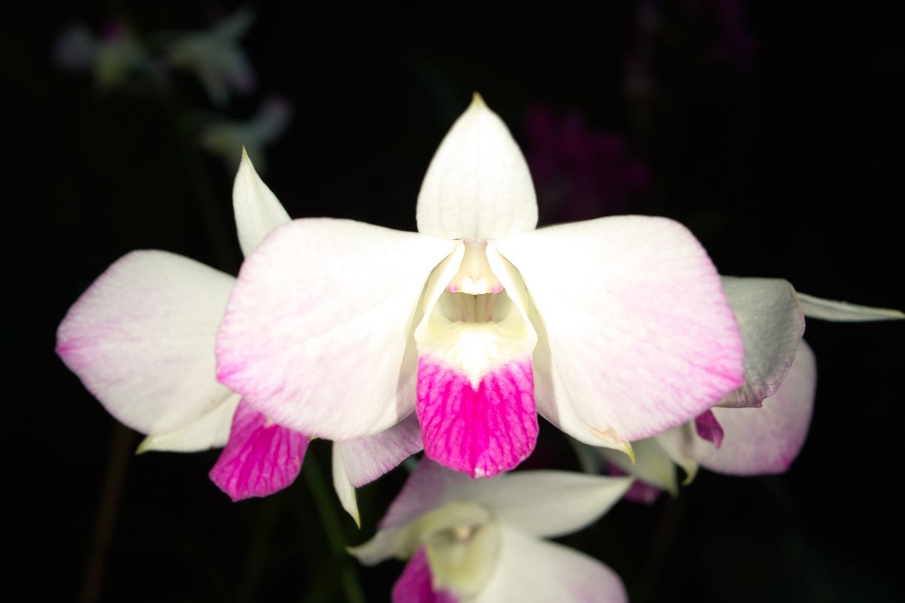 Dendrobium-Hybride Tomie