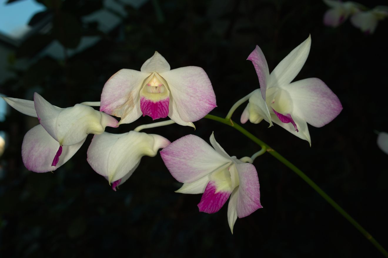 Dendrobium-Hybride Tomie