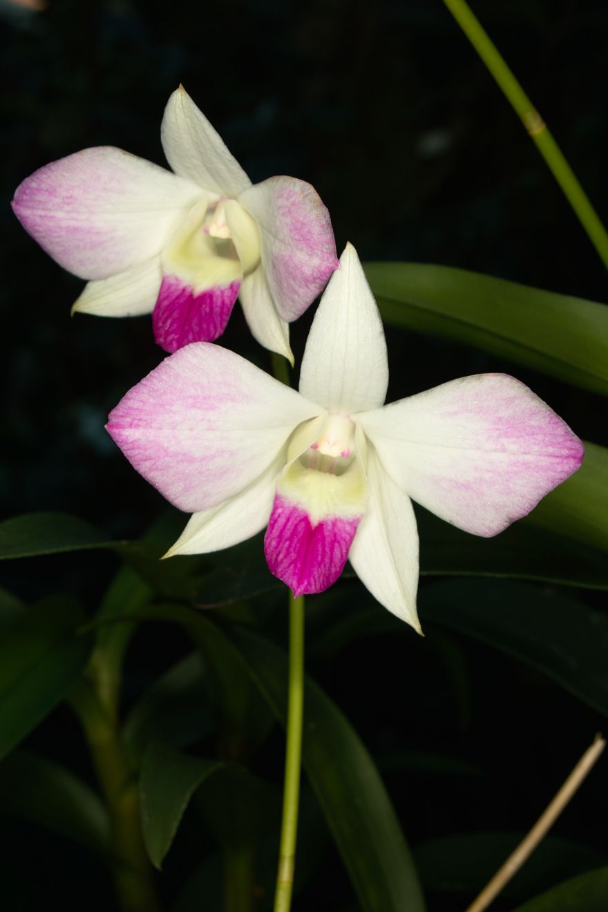 Dendrobium-Hybride Tomie