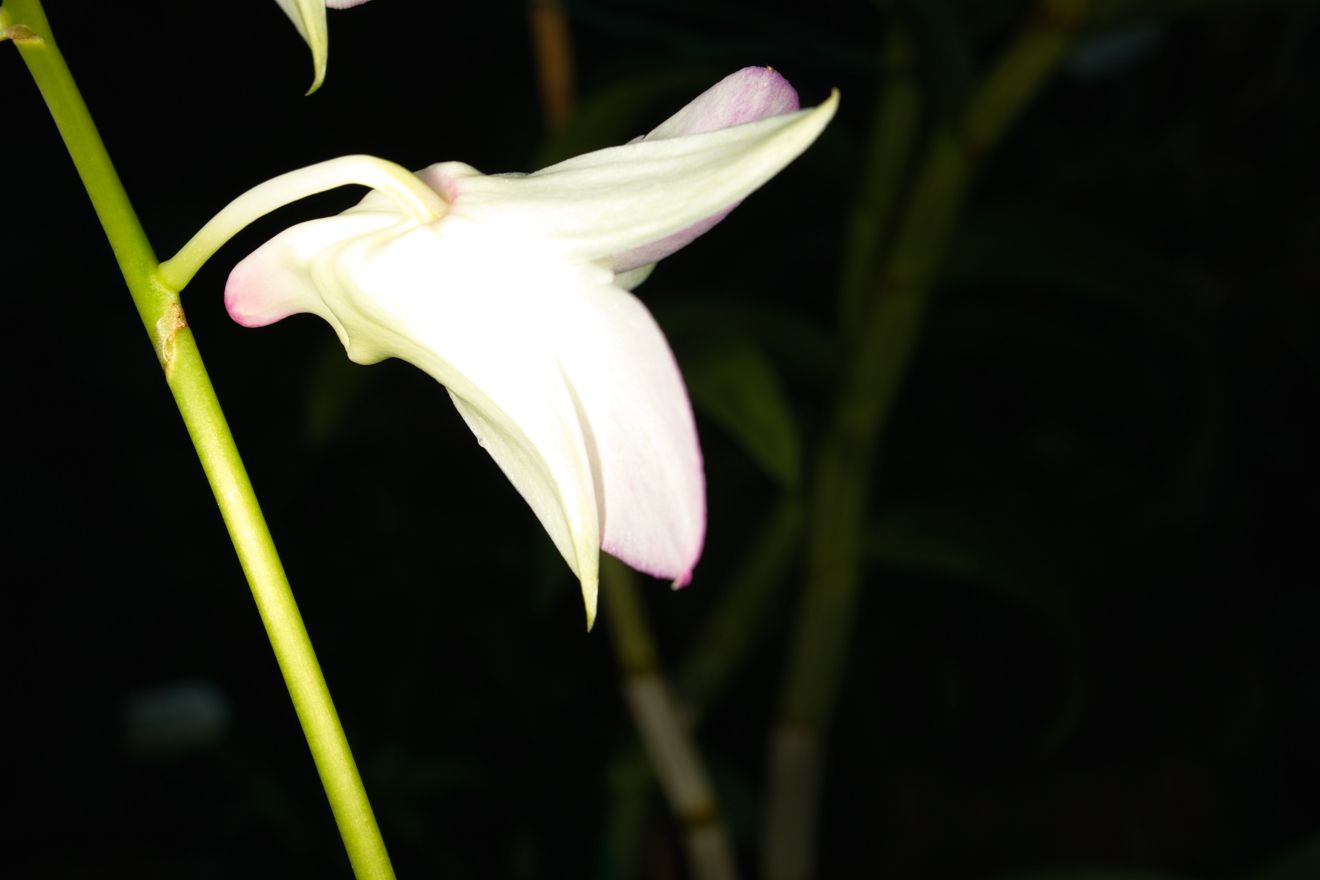 Dendrobium-Hybride Tomie