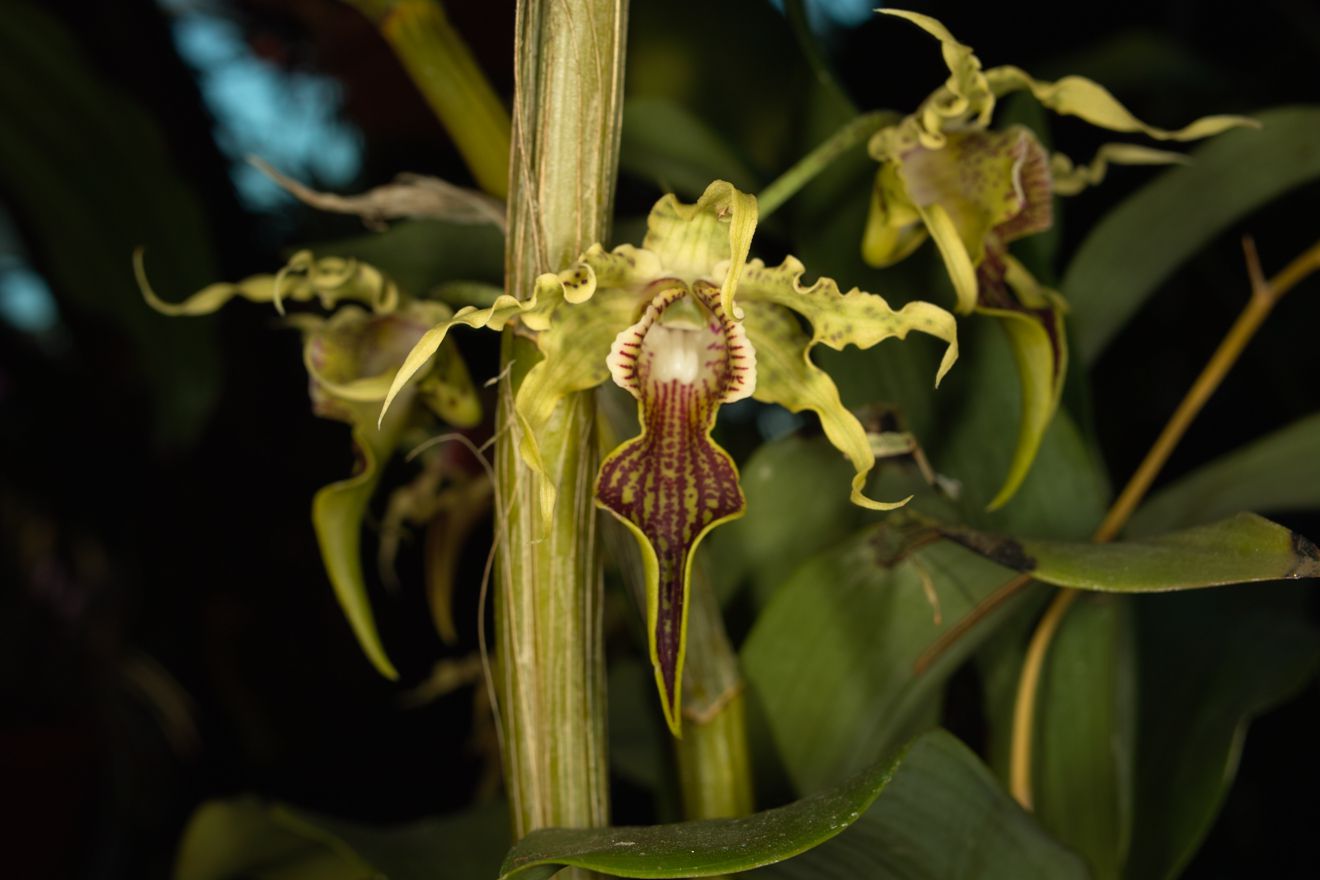 Dendrobium Alexandrae