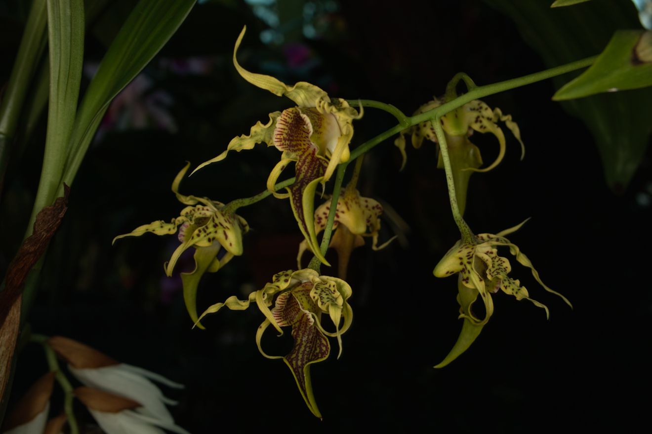 Dendrobium Alexandrae