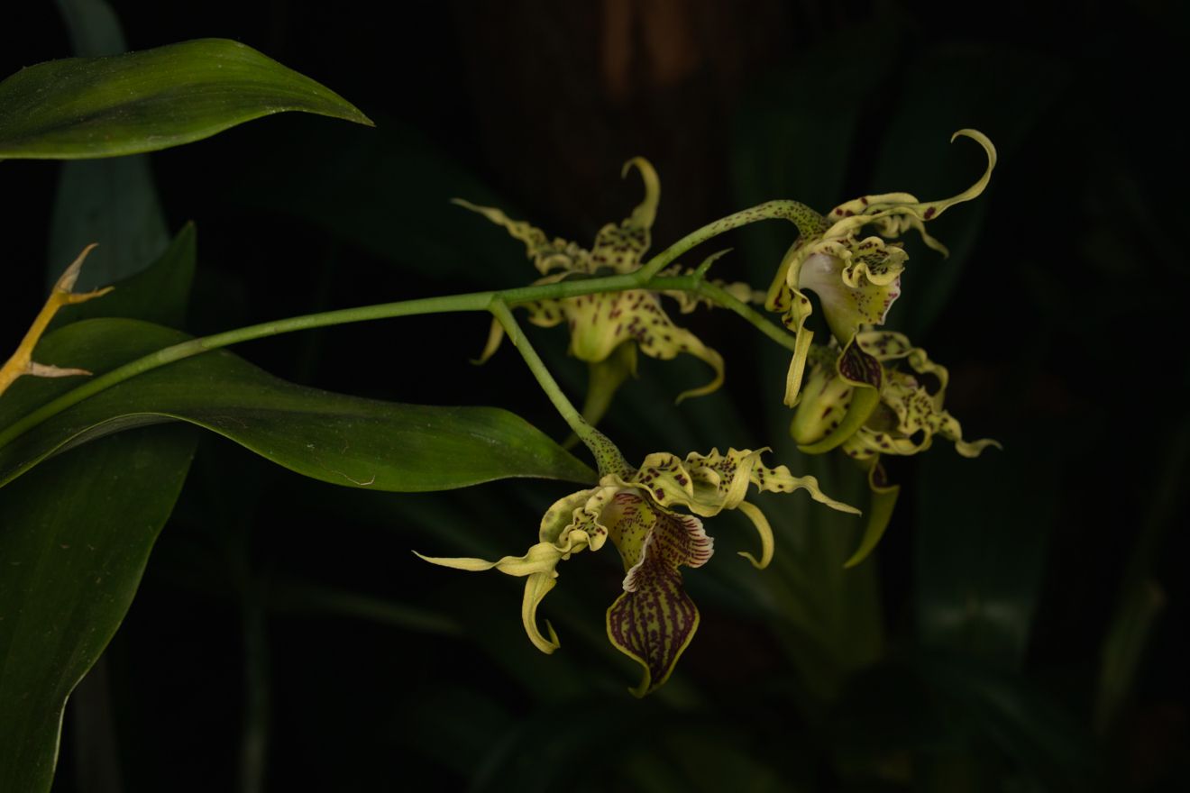 Dendrobium Alexandrae