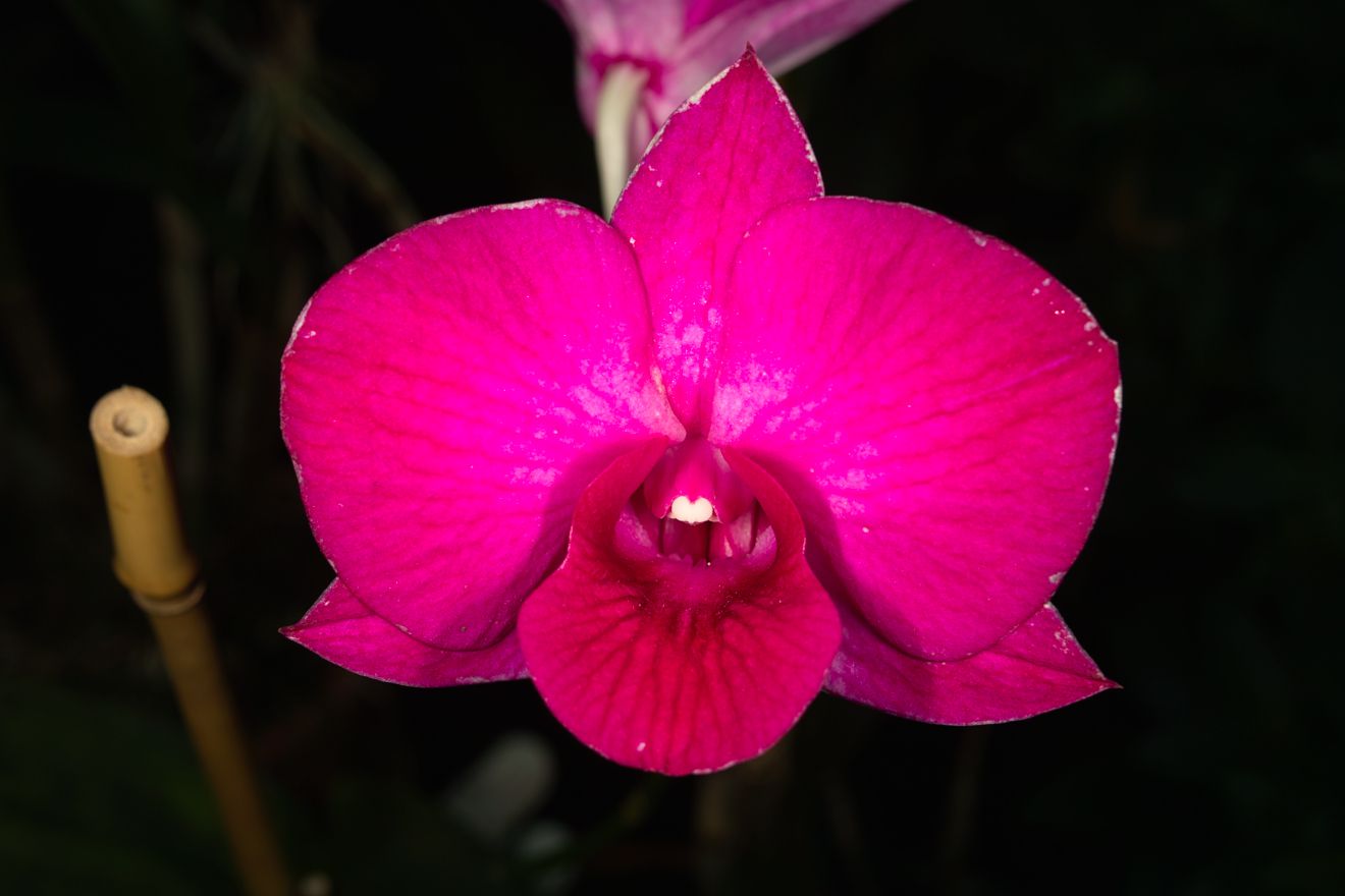 Dendrobium Phalaenopsis-Hybride Lady Fay x Lady Hamilton