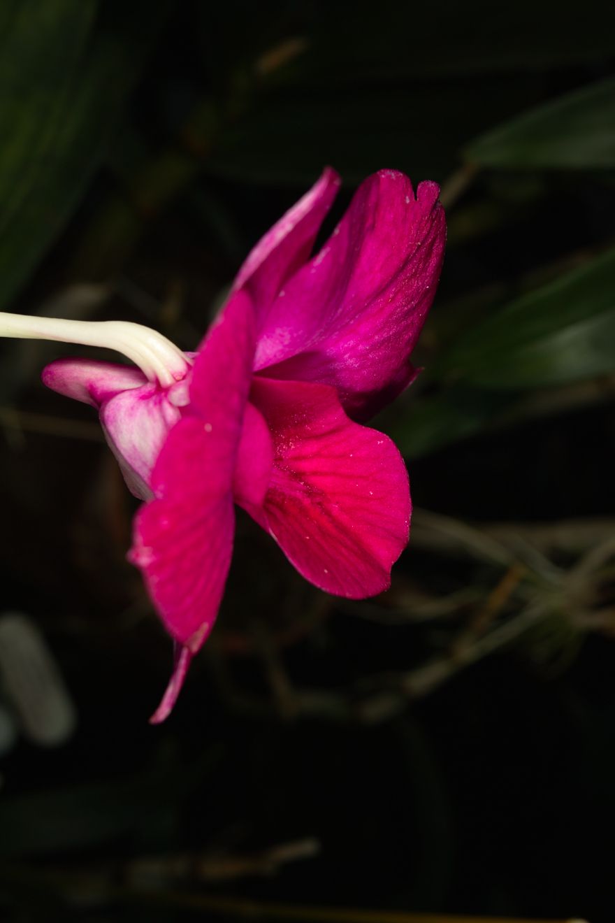 Dendrobium Phalaenopsis-Hybride Lady Fay x Lady Hamilton