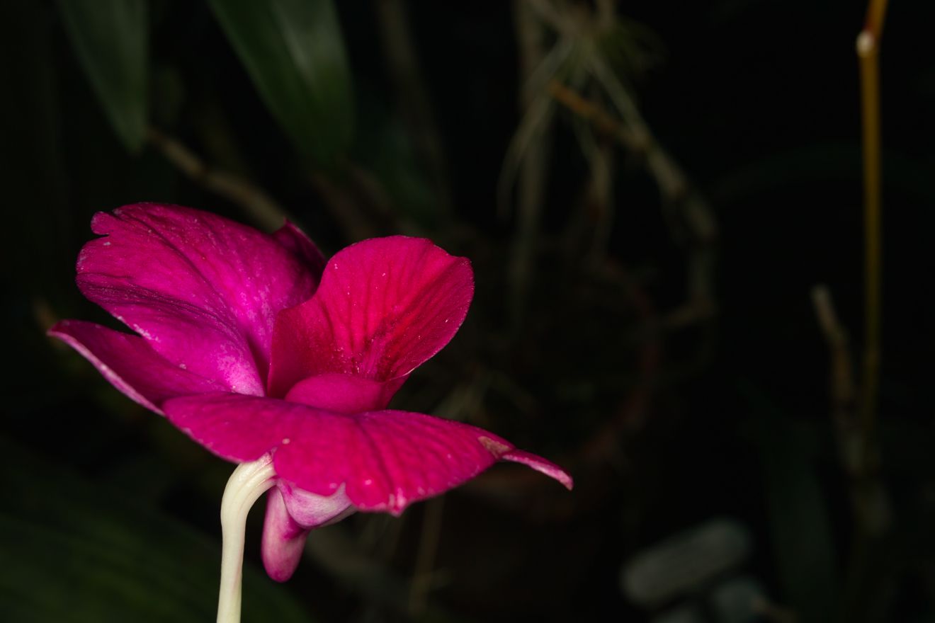 Dendrobium Phalaenopsis-Hybride Lady Fay x Lady Hamilton