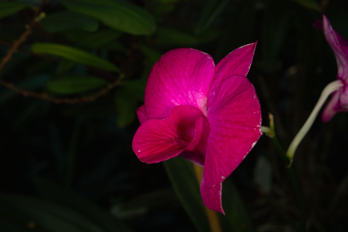 Dendrobium Phalaenopsis-Hybride Lady Fay x Lady Hamilton