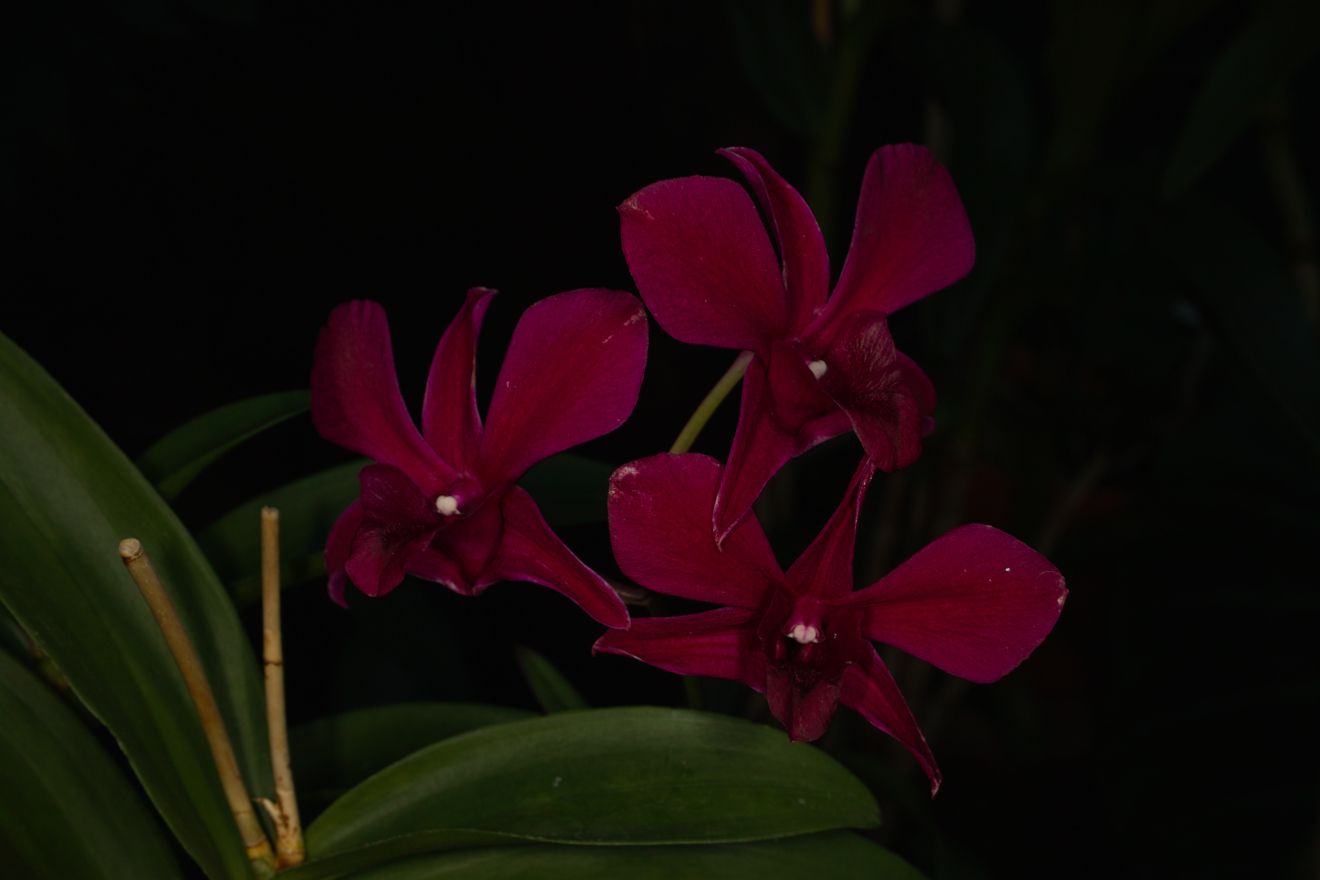 Dendrobium Phalaenopsis-Hybride Princess Sharon