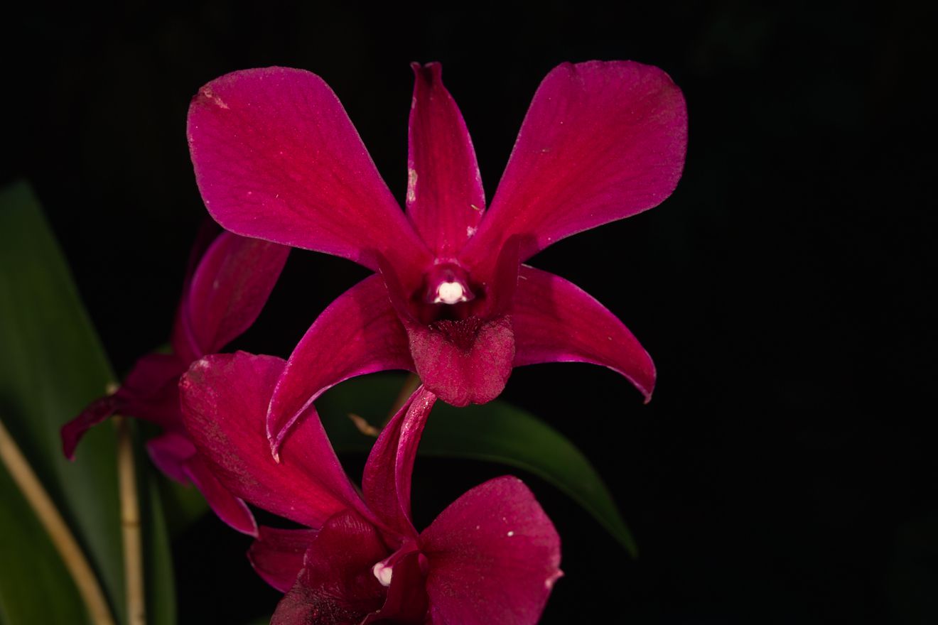 Dendrobium Phalaenopsis-Hybride Princess Sharon