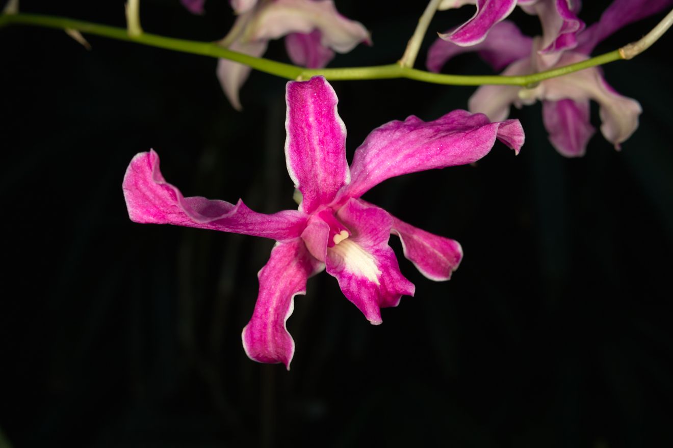 Dendrobium Spec Nr5