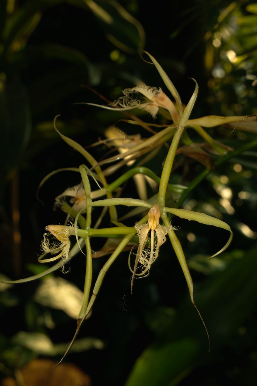 Epidendrum Ciliara