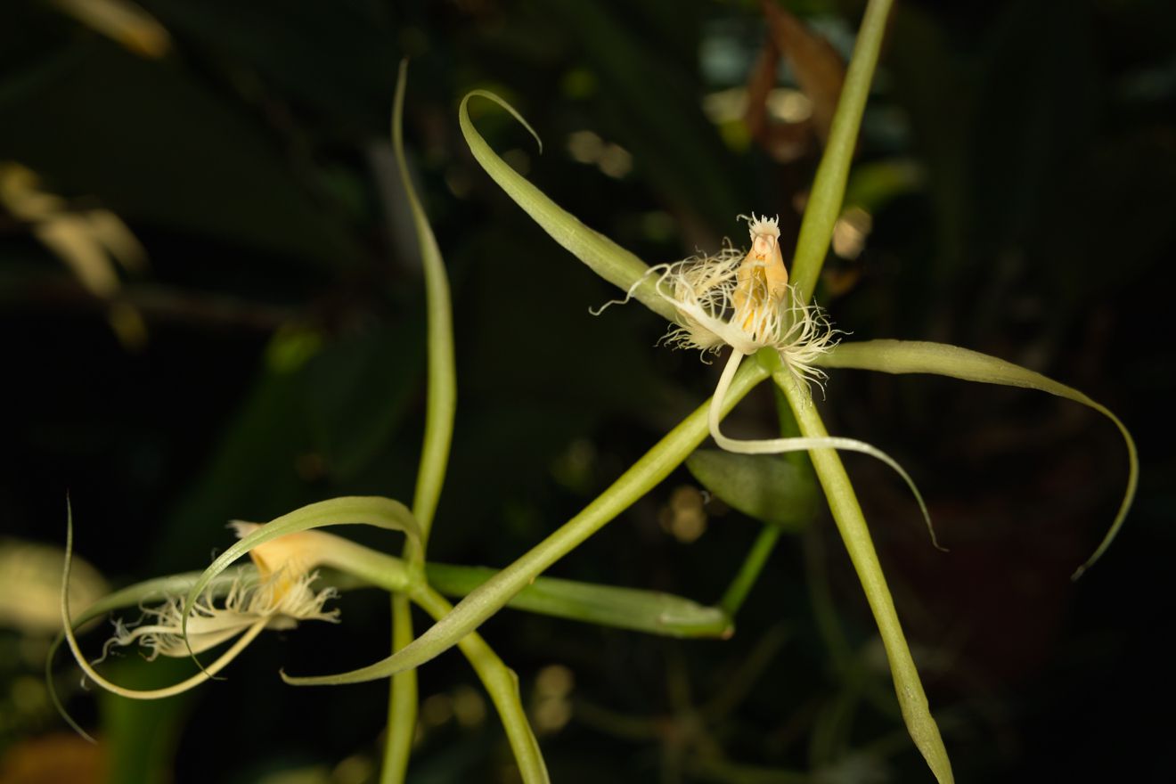 Epidendrum Ciliara