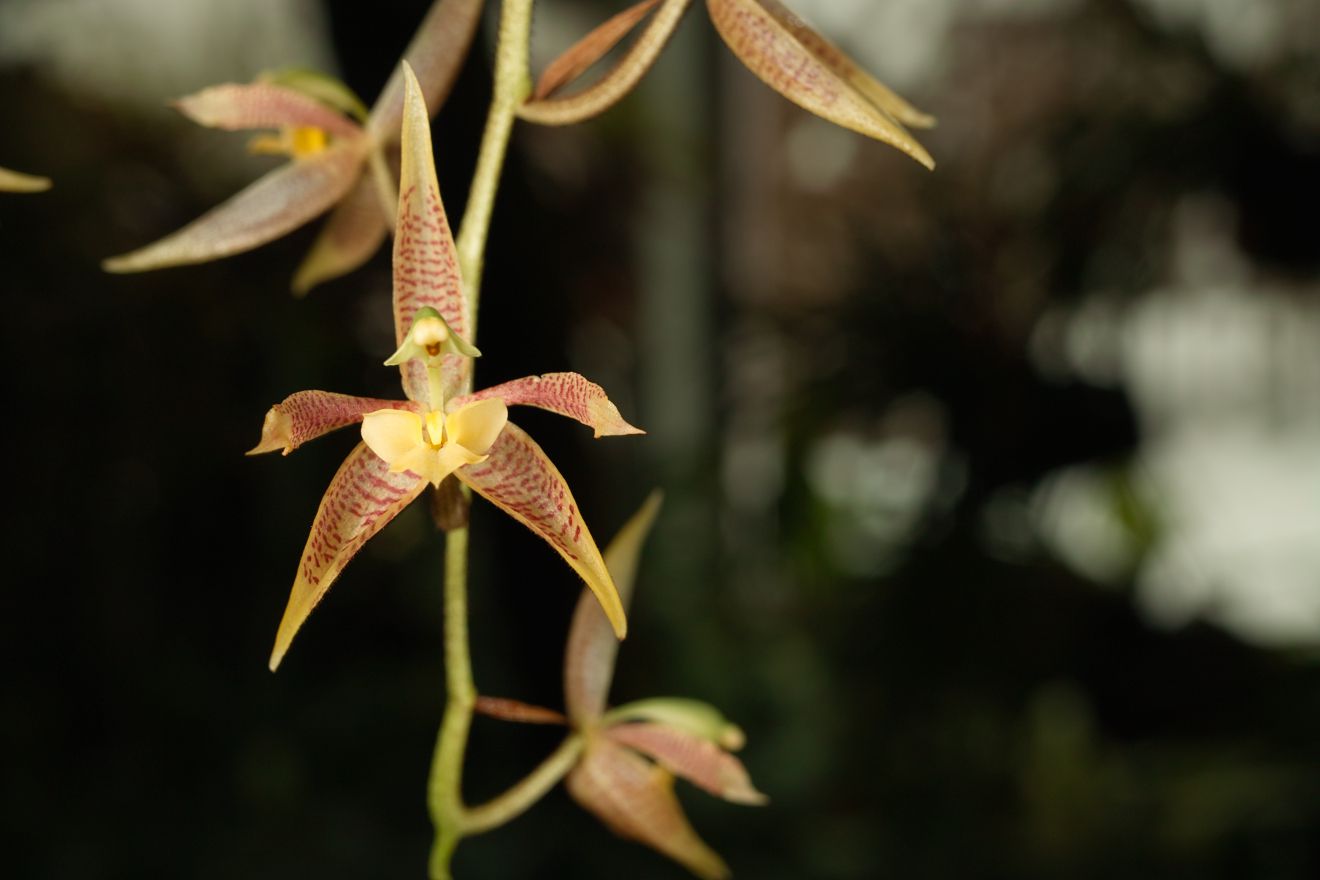 Kegeliellia Atropilosa Berggarten