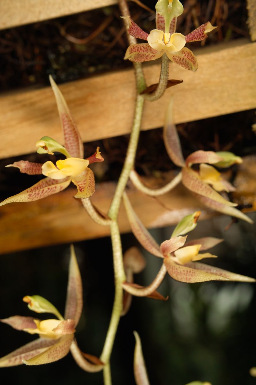 Kegeliellia Atropilosa Berggarten