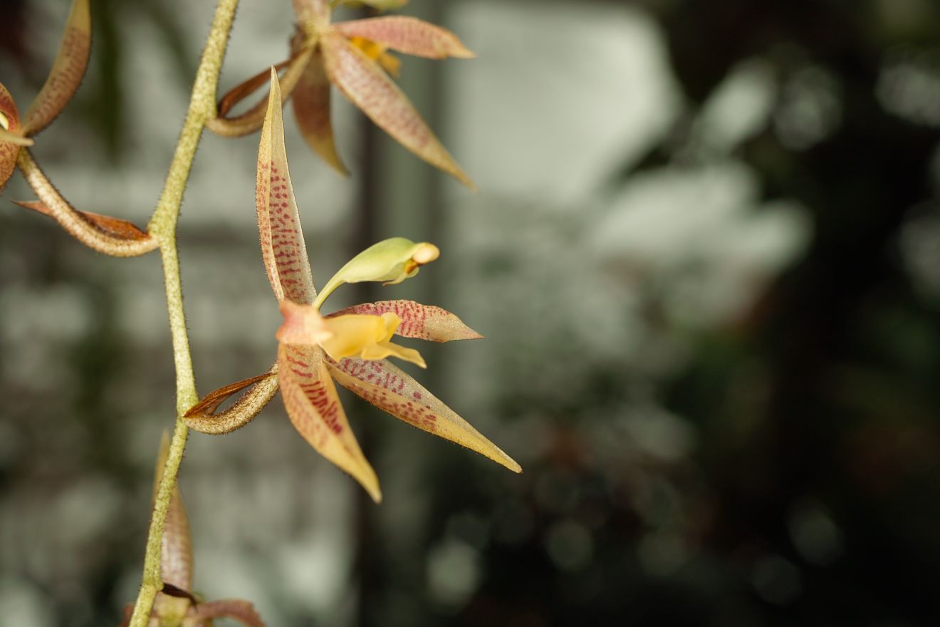 Kegeliellia Atropilosa Berggarten