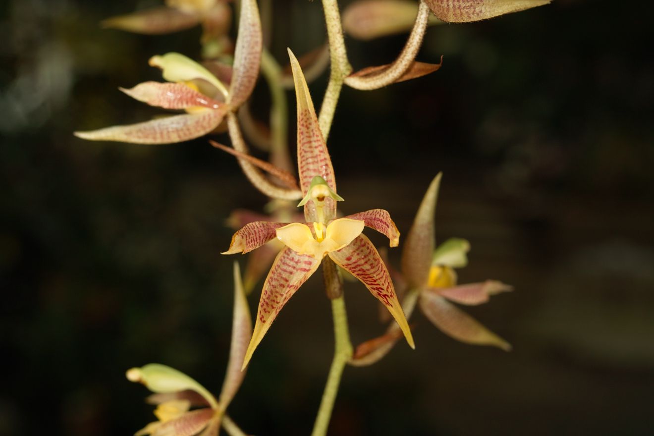 Kegeliellia Atropilosa Berggarten