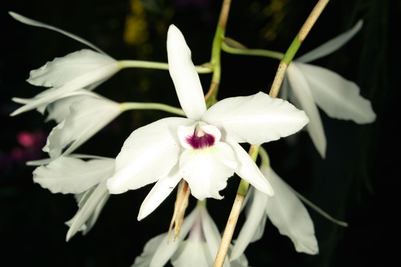 Rare Laelia rubescens semi alba orchid plant FS 