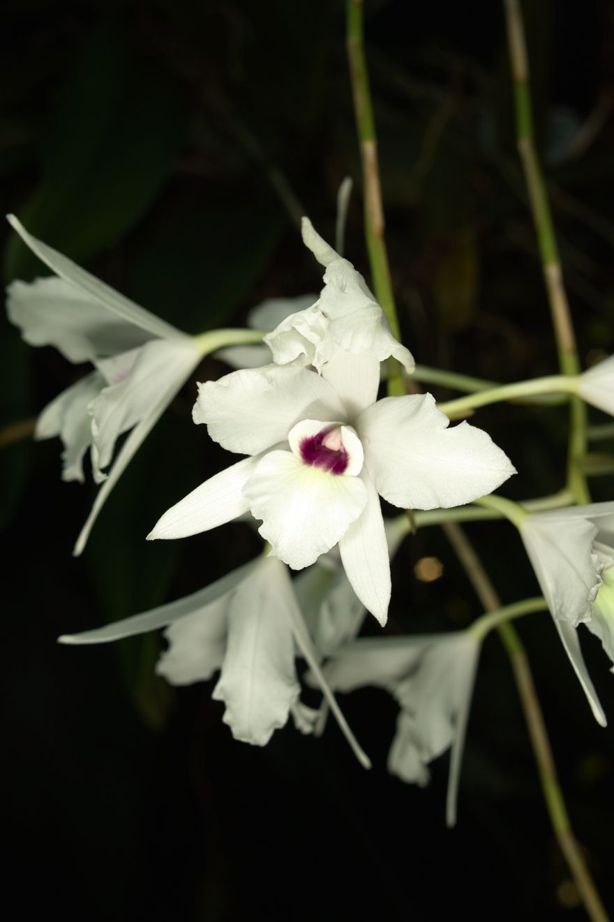 Laelia Rubescens Var Semi Alba