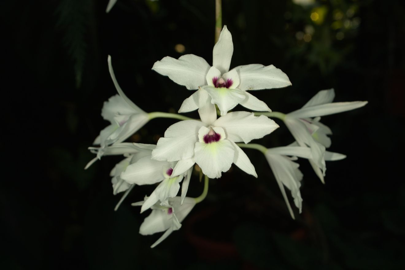 Laelia Rubescens Var Semi Alba