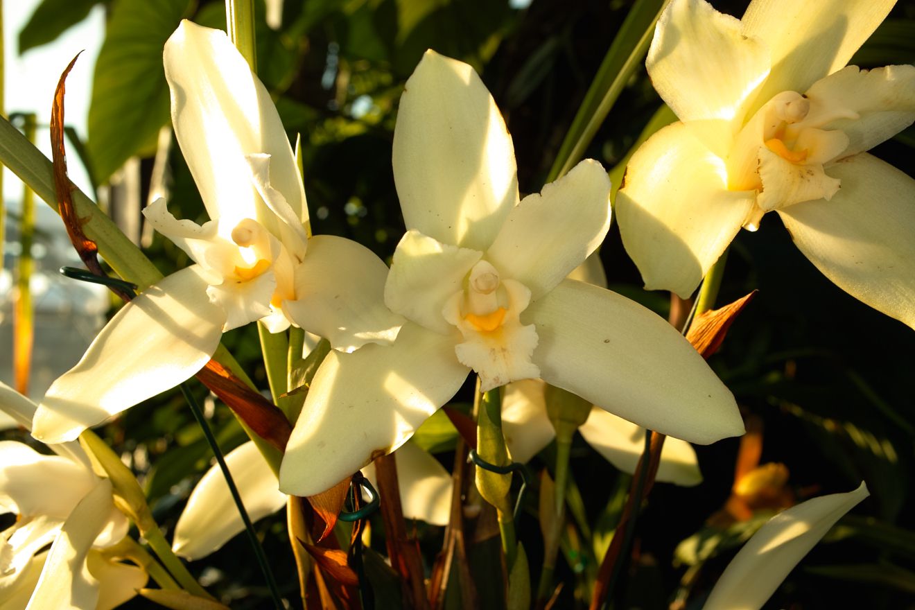 Lycaste-Hybride Frank Hoyt