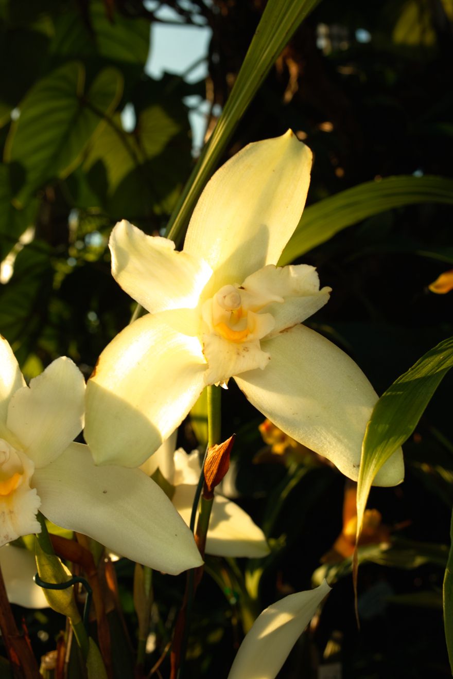 Lycaste-Hybride Frank Hoyt