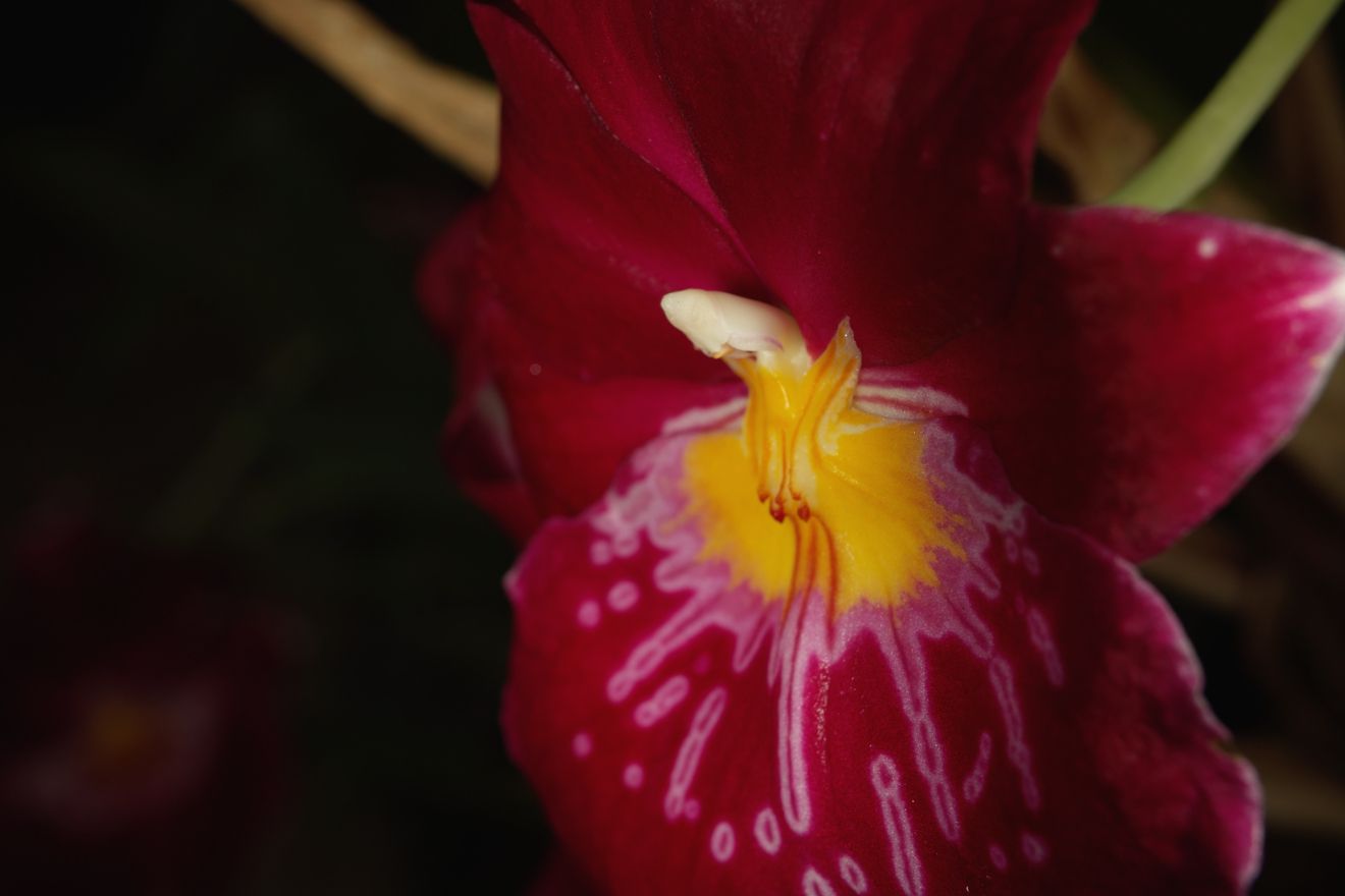 Miltonia-Hybride Celle Feuerwerk