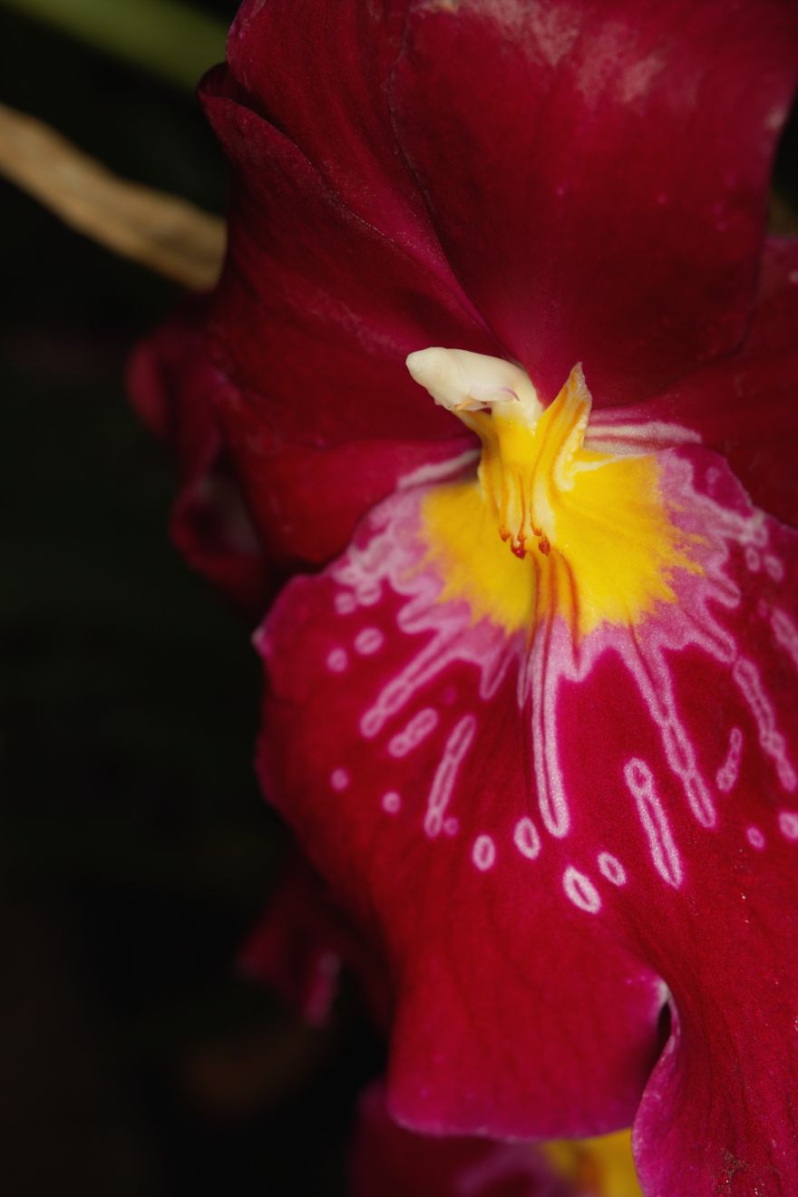 Miltonia-Hybride Celle Feuerwerk