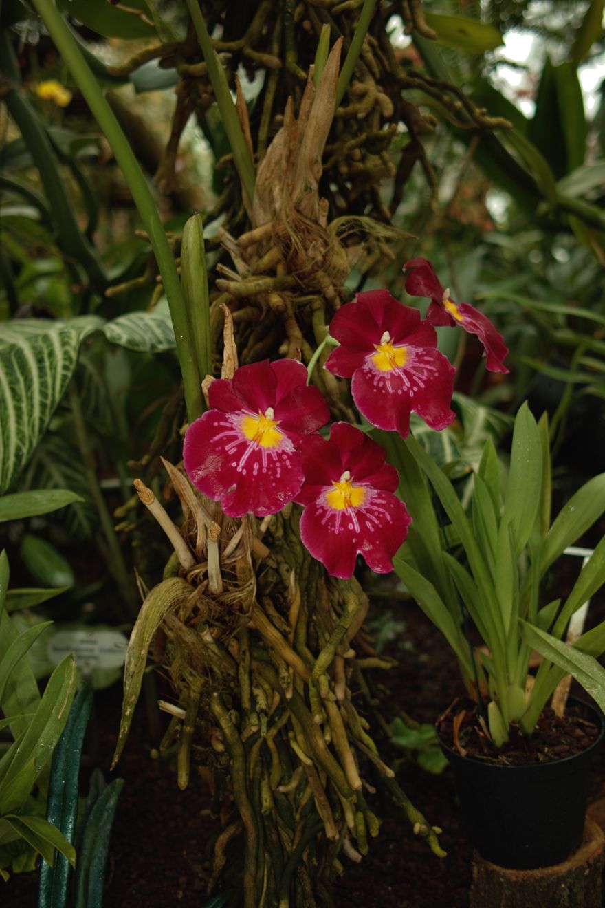 Miltonia-Hybride Celle Feuerwerk