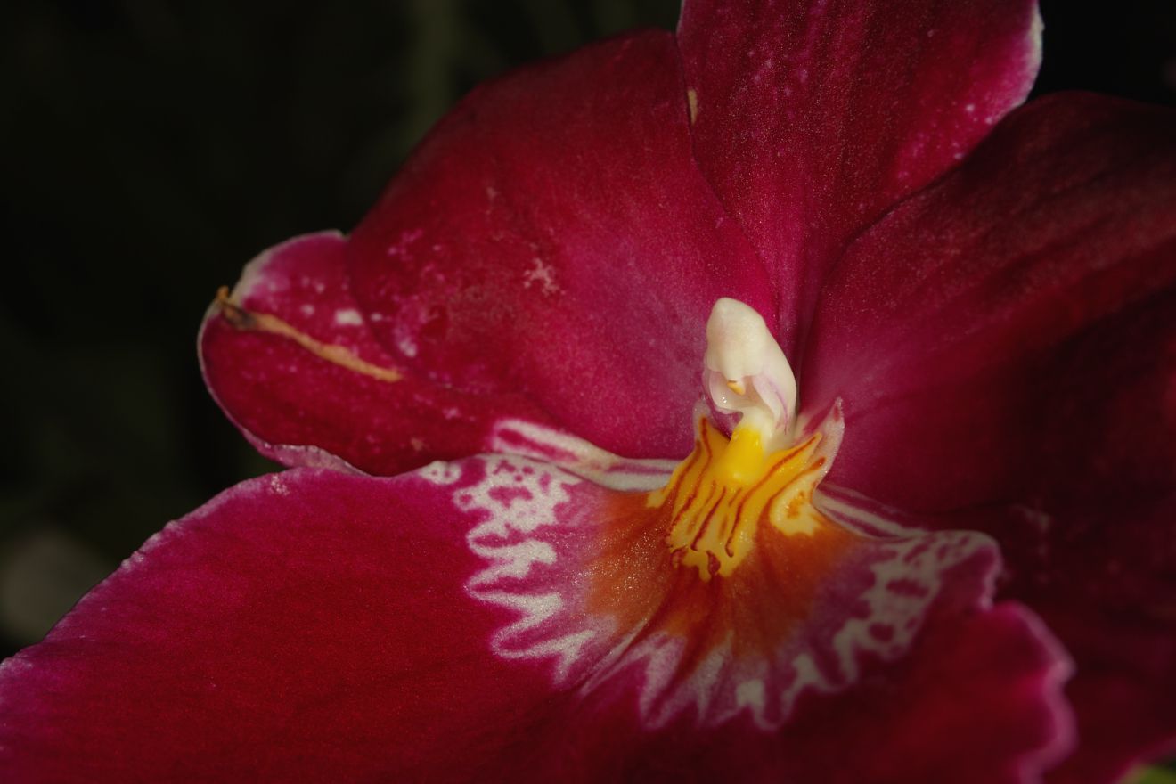 Miltonia-Hybride Franz Wichmann