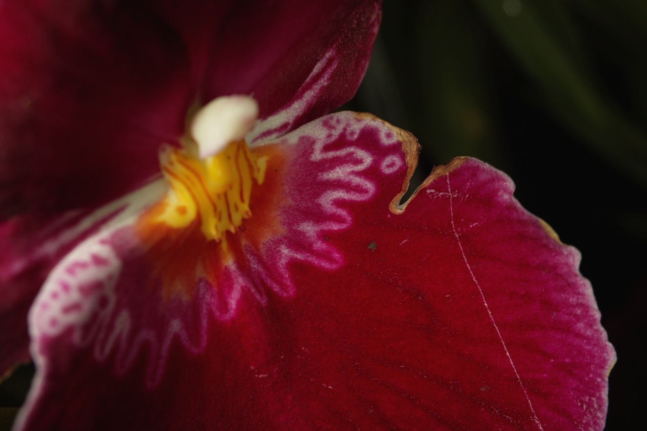 Miltonia-Hybride Franz Wichmann