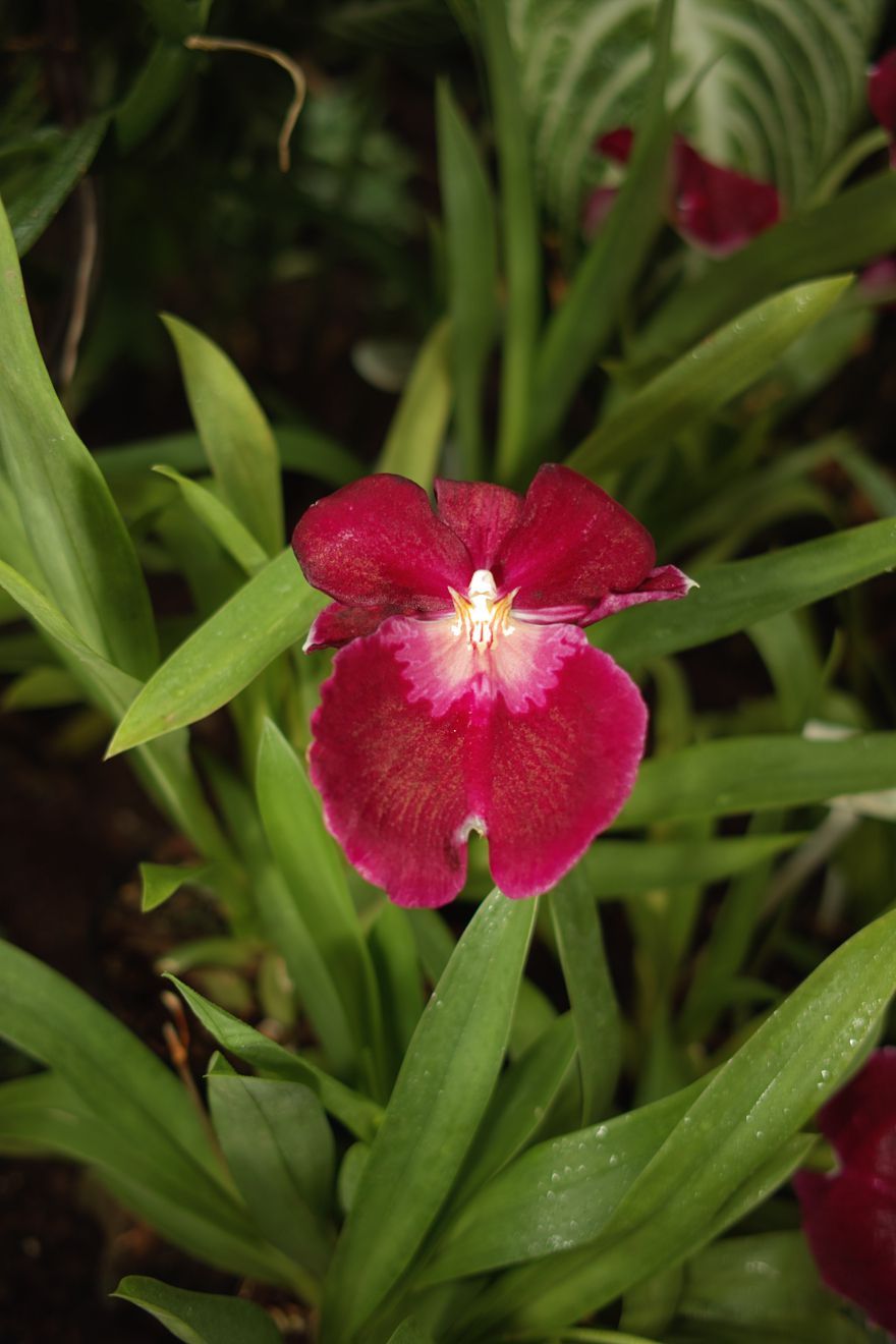 Miltonia-Hybride Franz Wichmann